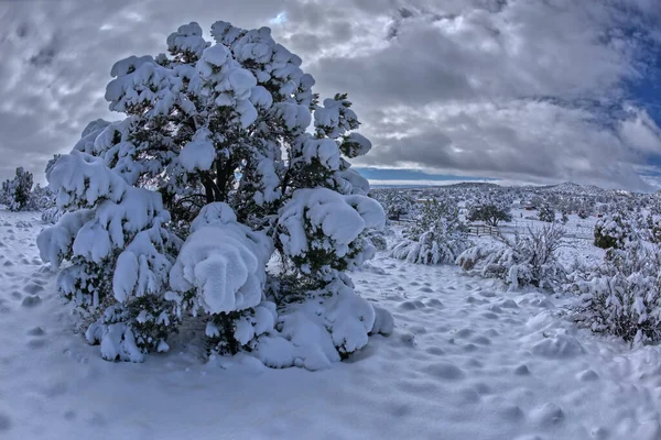 亚历桑那州奇诺山谷的一个冬日清晨 长满了雪的Juniper Tree 2023年3月拍摄 — 图库照片