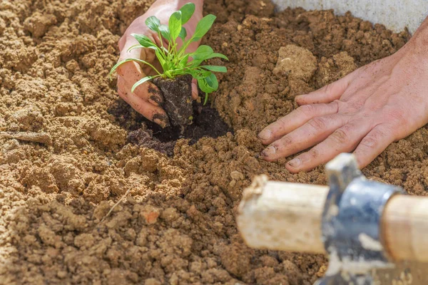 Primer Plano Las Manos Agricultor Plantando Una Pequeña Planta Espinacas —  Fotos de Stock