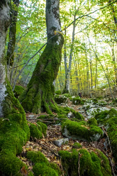 Hêtraies Parc National Des Abruzzes Automne Italie — Photo
