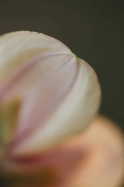 Close Vista Rosa Branco Dália Pétala Flor — Fotografia de Stock