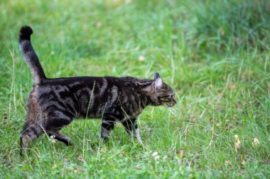 Bir kedi trought çim yürüyüş ve izlerken, oynayan, yerli kedi