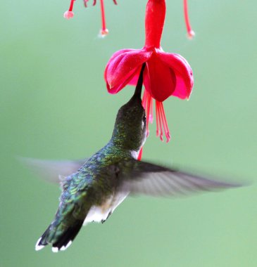 Sinekkuşu baharda bitkilerle beslenir..
