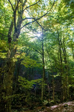 İtalya 'da sonbaharda Abruzzo Ulusal Parkı' nın kayın ormanları 