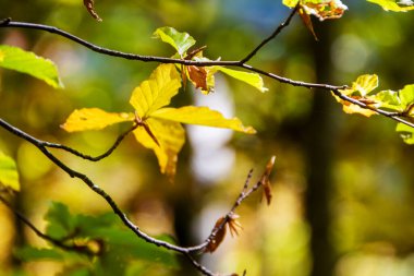 İtalya 'da sonbaharda Abruzzo Ulusal Parkı' nın kayın ormanları