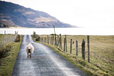 İskoçya İskoçya 'da yolda koyunlar