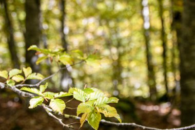 İtalya 'da sonbaharda Abruzzo Ulusal Parkı' nın kayın ormanları