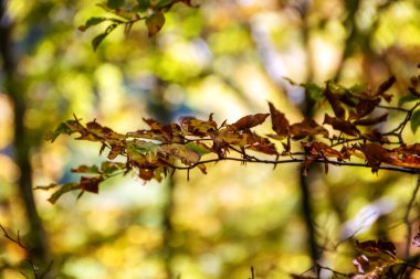 İtalya 'da sonbaharda Abruzzo Ulusal Parkı' nın kayın ormanları