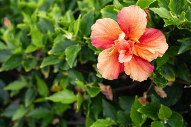 Çalılarının üzerinde somon renkli amber çiçeği. Tenerife, Kanarya Adası.