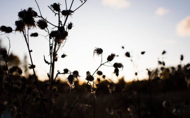 Gün batımında bir tarlada yabani çiçeklerin silueti