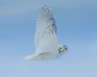 Karlı Baykuş gökyüzünde uçuyor.