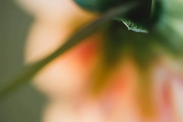 Arkasından Pembe Beyaz Yıldız Çiçeğinin Bulanık Görüntüsü — Stok fotoğraf