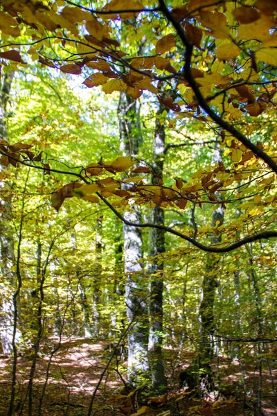 Florestas Faia Parque Nacional Abruzzo Outono Itália — Fotografia de Stock