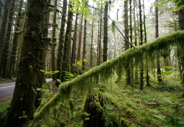 Moss Trees Rainforest — Stock Photo, Image