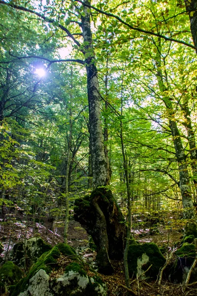 イタリア 秋のアブルッツォ国立公園のブナの森 — ストック写真