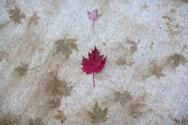 가을에 길가에 나뭇잎 — 스톡 사진
