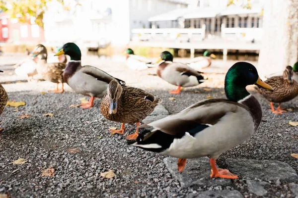Wild Ducks Wondering Streets Looking Food — Stock Photo, Image