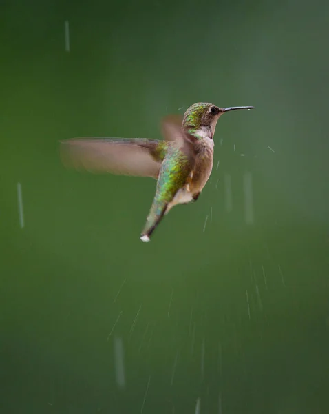 Kolibřík Letící Dešti Jaře — Stock fotografie