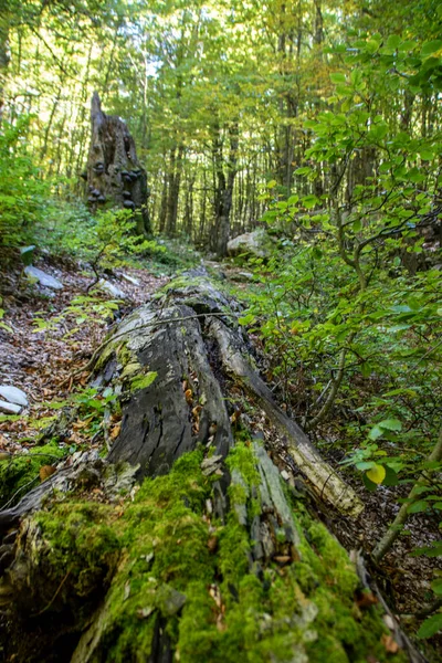 Buchenwälder Des Abruzzen Nationalparks Herbst Italien — Stockfoto
