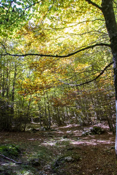 Bosques Haya Del Parque Nacional Los Abruzos Otoño Italia —  Fotos de Stock