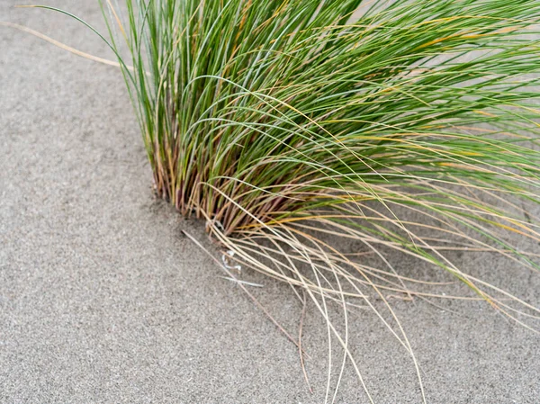 Λεπτομέρεια Πράσινου Χόρτου Που Αναπτύσσεται Στην Άμμο — Φωτογραφία Αρχείου