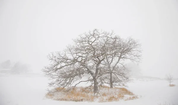 Nieve Entre Árboles Wisconsin —  Fotos de Stock