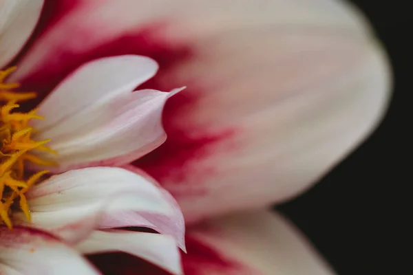 Pembe Beyaz Yıldız Çiçeğinin Yakın Plan Görüntüsü — Stok fotoğraf