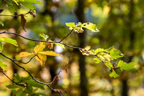 Буковые Леса Национального Парка Абруццо Осенью Италия — стоковое фото