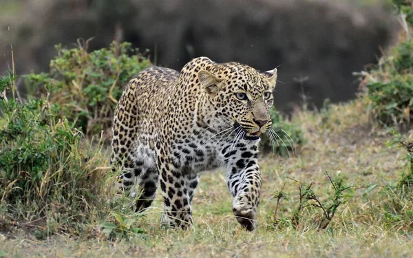 Красивий Леопард Полюванні — стокове фото