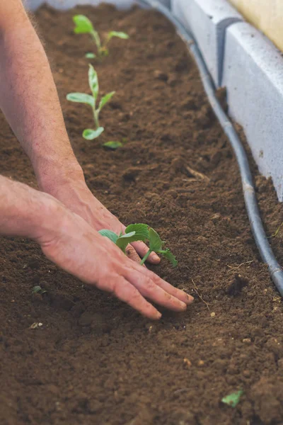 Close Das Mãos Agricultor Plantando Uma Pequena Planta Pepino Uma — Fotografia de Stock