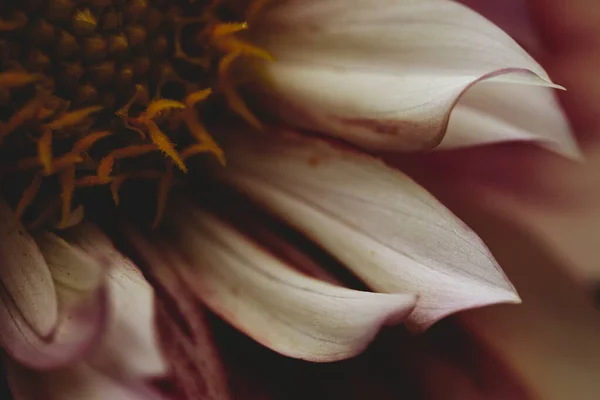 Крупним Планом Вид Квітку Рожево Білої Далії — стокове фото