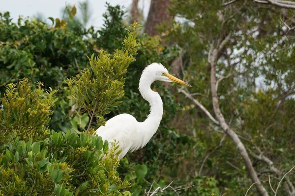 Egret Hanging Out Trees — Stock Photo, Image