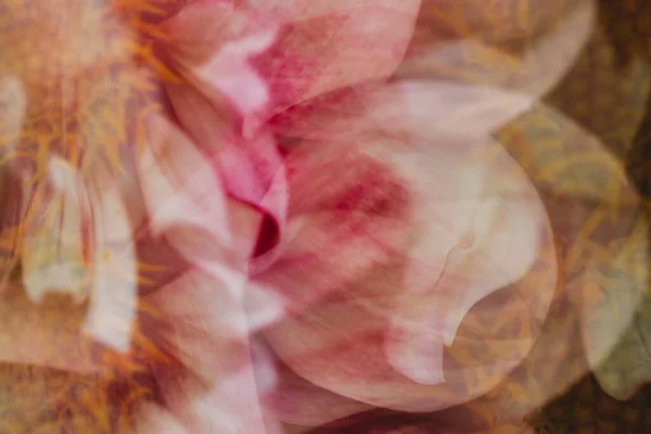 Крупним Планом Абстрактний Вид Квітку Рожево Білої Далії — стокове фото