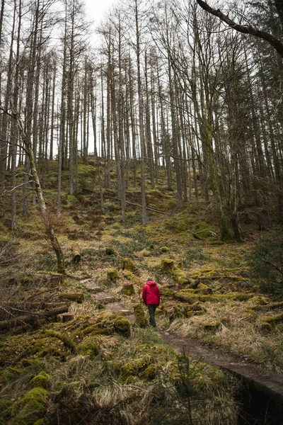 Caminhadas Solo Man Floresta Escocesa Highland Inverno — Fotografia de Stock