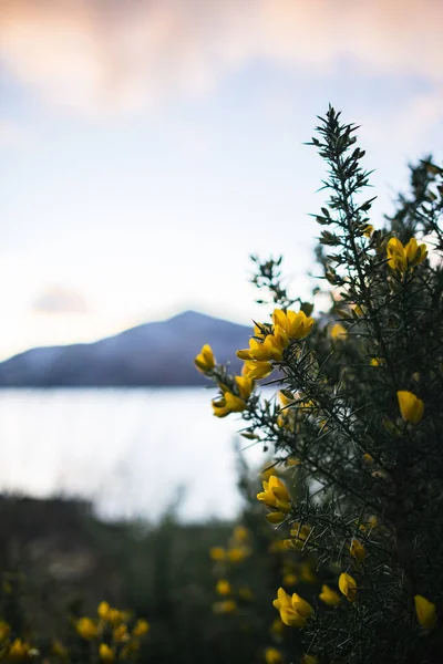 Цветущая Горса Шотландском Нагорье Закате — стоковое фото