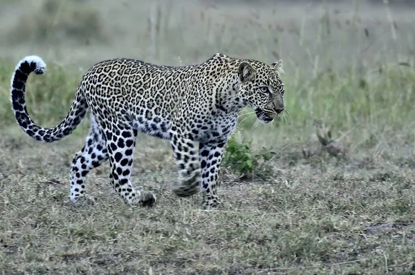 Leopardo Segue Sua Prelibatezza Attraverso Savana — Foto Stock