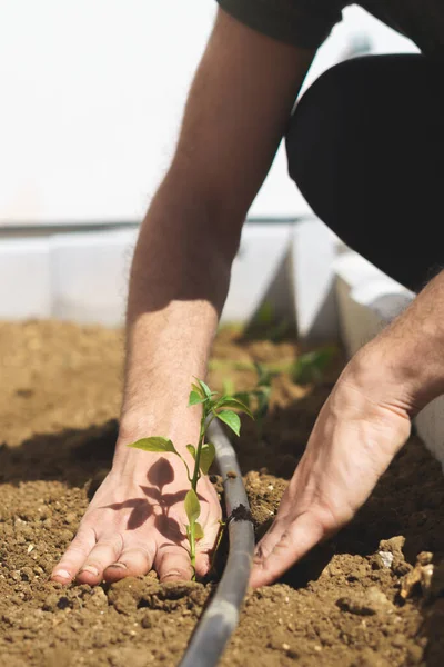 Gros Plan Jeune Agriculteur Plantant Des Tomates Dans Jardin Bio — Photo