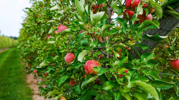 Яблоки Готовы Сбору — стоковое фото