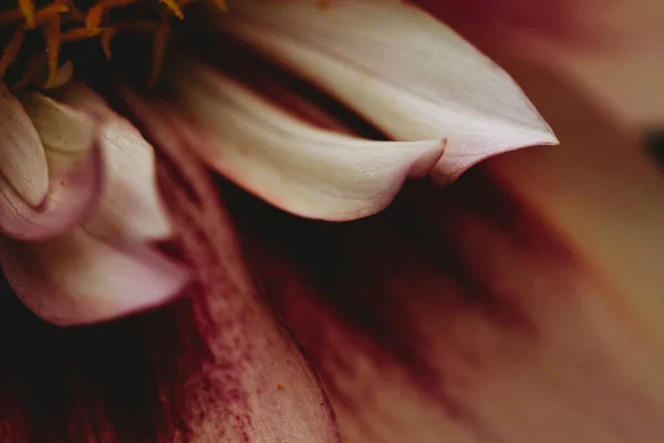 Pembe Beyaz Yıldız Çiçeği Yapraklarının Yakın Görüntüsü — Stok fotoğraf