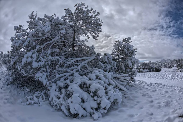 Árbol Enebro Cargado Nieve Con Una Rama Rota Una Mañana —  Fotos de Stock