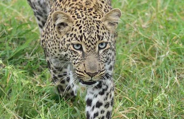 stock image Beautiful leopard close up