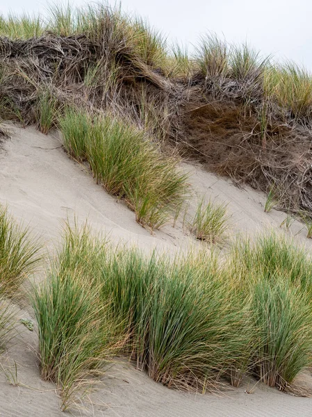 沿海海草生长的垂直截图 — 图库照片