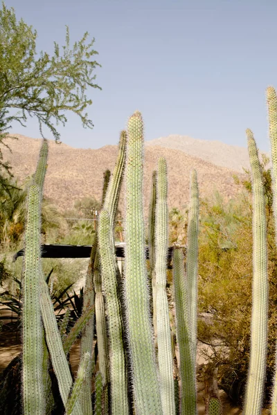 Cactus Mountain Background — Stock Photo, Image