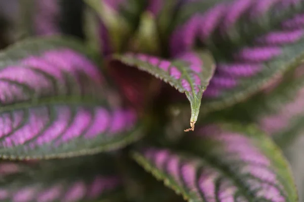 Nahaufnahme Einer Topfpflanze Mit Lila Und Grün Gestreiften Blättern — Stockfoto