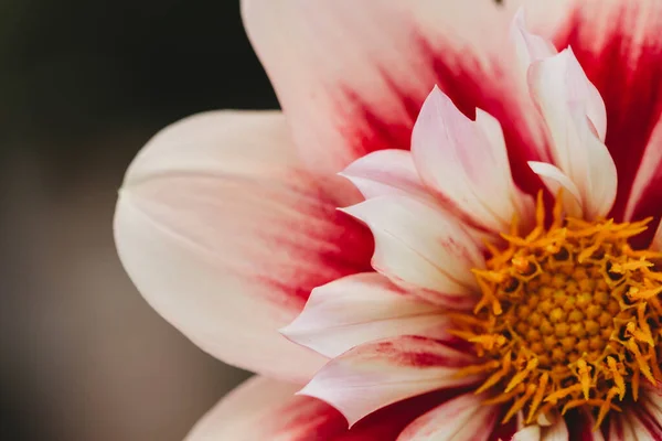 深色背景下粉色和白色大丽花的近景 — 图库照片