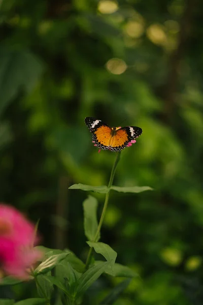 Hermosa Mariposa Sentada Una Flor Rosa — Foto de Stock