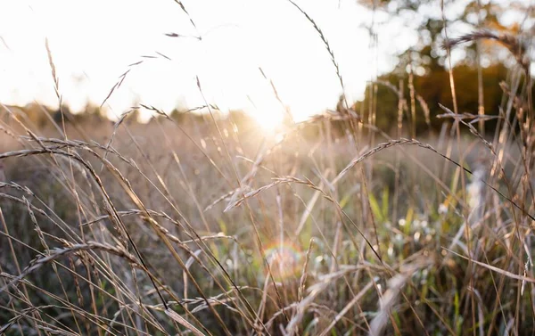 Wild Riet Een Veld Wild Gras Gouden Licht Bij Zonsondergang — Stockfoto