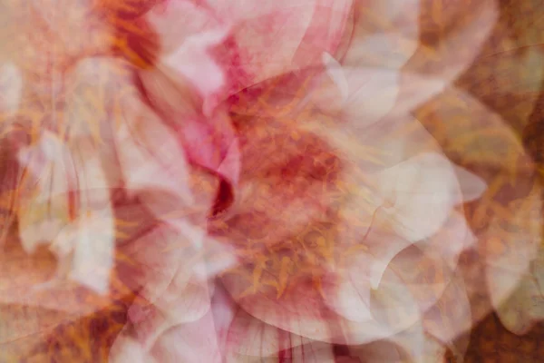 Detailní Abstraktní Pohled Růžový Bílý Květ Dahlia — Stock fotografie