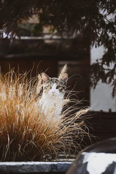Katten Sitter Det Höga Gräset Vacker Tamkatt — Stockfoto