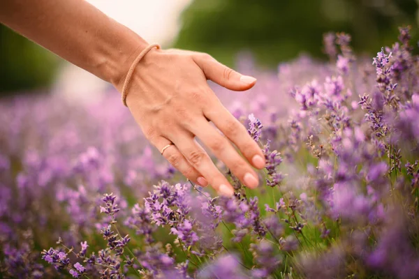 woman\'s hand strokes lavender in france