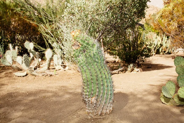Kleiner Kaktus Mit Blitz — Stockfoto